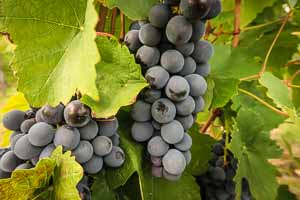 red wine grapes red wine grapes