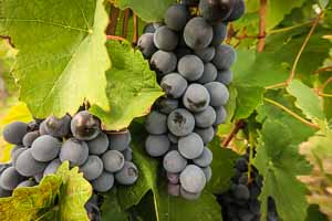 red wine grapes