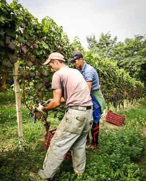 white wine grapes