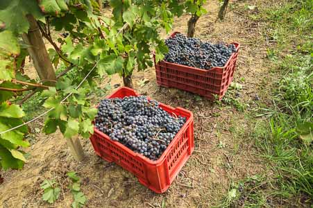 white wine grapes white wine grapes
