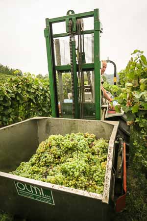 white wine grapes white wine grapes
